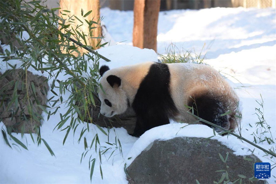 1月9日，在美國華盛頓國家動物園，大熊貓“寶力”在熊貓館的院落里活動。新華社記者 鄧仙來 攝